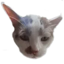 Fatcat's Fatties