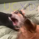 UCXD